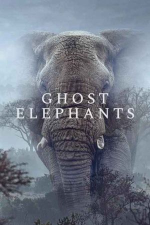 Ghost Elephants