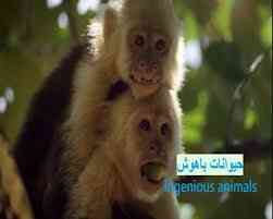 Animals