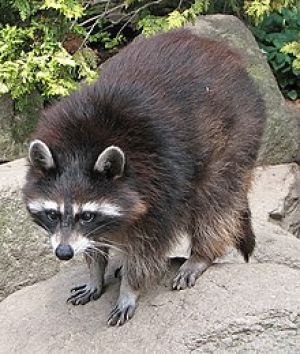 Land of Raccoons