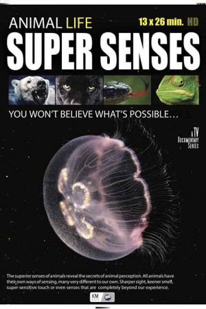 Super Senses