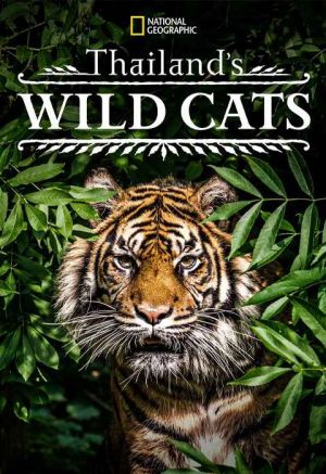 Thailands Wild Cats