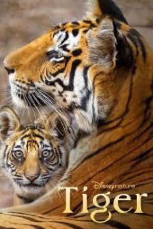 Tigers on the Rise